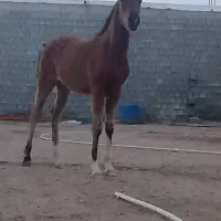 کره نریون خالص جلفان جرجری