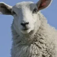 گوسفند زنده ۲۴ساعته اسلامشهر واوان