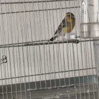 یاسمین قناری