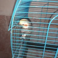 فنچ مرغ عشق عروس هلندی|پرنده|بندرعباس, |دیوار