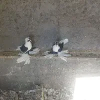 پرنده|پرنده|صوفیان, |دیوار