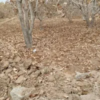 زمین-پسته-زار