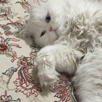 پرشین نر جهت جفگیری|گربه|سنندج, |دیوار