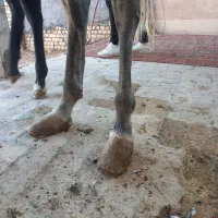 نعل بندی گرم و سرد