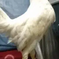 خروس سفید و مشکی برای قربونی