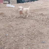 سگ فروشی|سگ|ایرانشهر, |دیوار