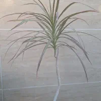 حراج گل وگلدان|گل و گیاه طبیعی|آبدانان, |دیوار