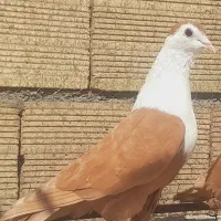 نرکلاغ زرد کربلای سرسفید اس پرشی