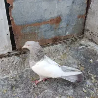 کفتر سینه سونی ماده|پرنده|شیراز, کوشک میدان|دیوار