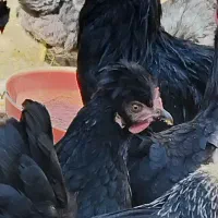 نیم چه کاکلی مطابق عکس|حیوانات مزرعه|گلپایگان, |دیوار