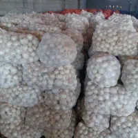 خرید و فروش پیاز عمده