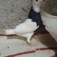 کفتر طوقی|پرنده|اهواز, اسلام آباد شرقی|دیوار