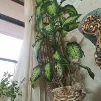 گل دیفین|گل و گیاه طبیعی|اصفهان, طامه|دیوار