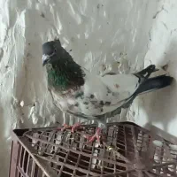 کبوترحسن خانی دو رنگ نر