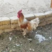 خروس|حیوانات مزرعه|فلاورجان, |دیوار