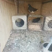 تاقدوم سیاه