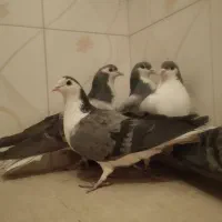 کبوتر فروشی