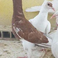 دمسرخ|پرنده|زاهدان, |دیوار