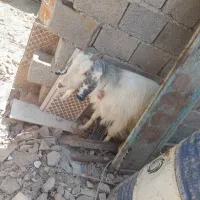 فروش کره و بز