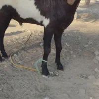 نری یک ساله پاکستانی اصل|حیوانات مزرعه|میناب, |دیوار