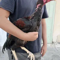تابلو خروس لاری وارداتی تایلندی