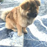 سگ چاو چاو|سگ|تهران, دولتخواه جنوبی|دیوار