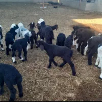 35 راس میش گوسفند ترکی بختیاری بره دار