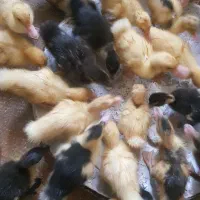 جوجه اردک فرز و زرنگ بشرط سلامت