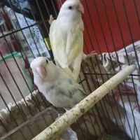 2 عدد طوطی برزیلی و یکی اضافه|پرنده|دوگنبدان, |دیوار