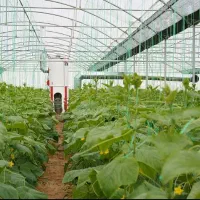 استخدام کارگر تمام وقت در گلخانه