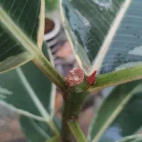 گیاهان آپارتمانی (فیکوس)|گل و گیاه طبیعی|خمینی‌شهر, |دیوار