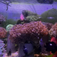 abshor ابشور اکواریوم|ماهی|تهران, جوادیه تهرانپارس|دیوار