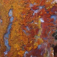 شجر پاییزه و سبز