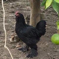 مرغ وخروس فول مشکی کمیاب و اصیل مرندی،تک و تعداد