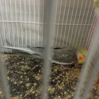 عروس هلندی نر