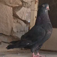دو عدد کبوتر|پرنده|مسجد سلیمان, |دیوار