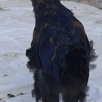 خروس و مرغ نژاد برهما، لهستانی و گلپایگانی|حیوانات مزرعه|تربت‌حیدریه, مظفریه|دیوار