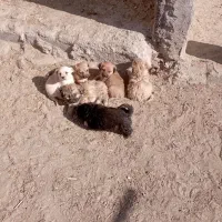 توله سگ پا کوتاه|سگ|مود, |دیوار