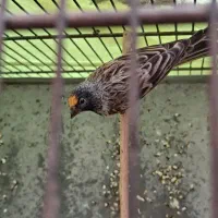 گلبسر جوجه قفس ۳ساله|پرنده|تهران, مشیریه|دیوار