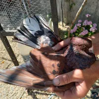 کبوتر سرخ سرورنر کاشان رنگ خاص و کمیاب