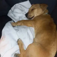 (گمشده )به یابنده مژدگانی خوب خواهیم داد باتشکر|حیوانات|سنندج, |دیوار