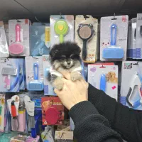 سگ پامرانین میکروسایز|سگ|کرج, شهرک بنفشه|دیوار