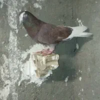 معاوظه