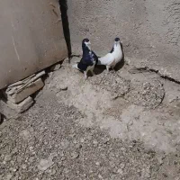 یه جفت سیاهپوش نروماده|پرنده|قزوین, |دیوار