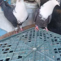 کبوتر ریش سیاه