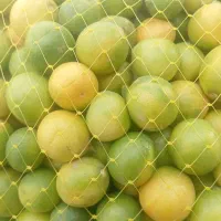 لیمو ترش لیمو آبدار|عمده‌فروشی|زارچ, |دیوار