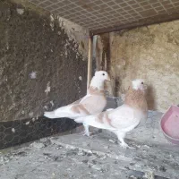 کبوتر ....پرشی