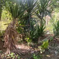 گل یوکا|گل و گیاه طبیعی|شیرگاه, |دیوار