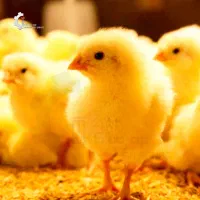 فروش جوجه گوشتی ۱ روزه با کیفیت و مشاوره