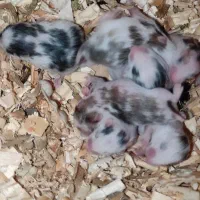 فروش|موش و خرگوش|ارومیه, |دیوار